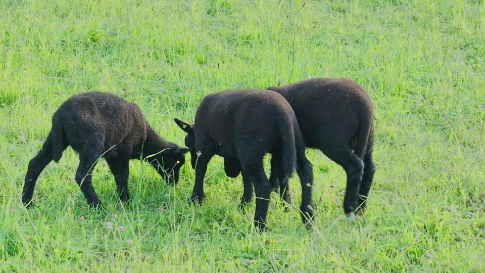 Drei junge Schafe auf einer Weide.