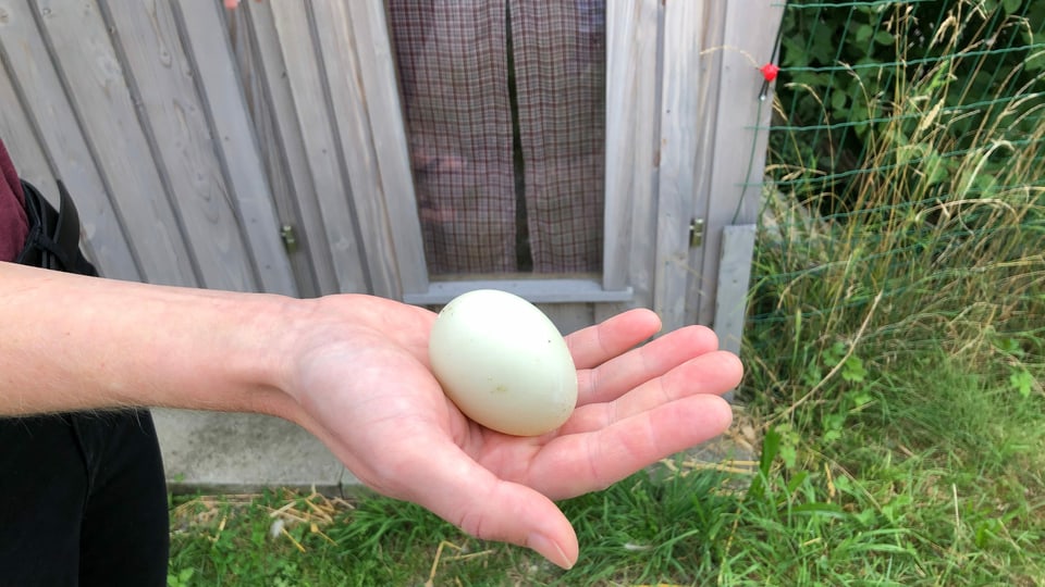 Ein Ei von einer Laufente.