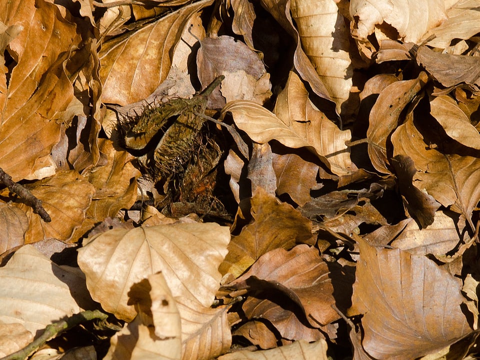 Bildergalerie Welches Blatt gehört zu welchem Baum