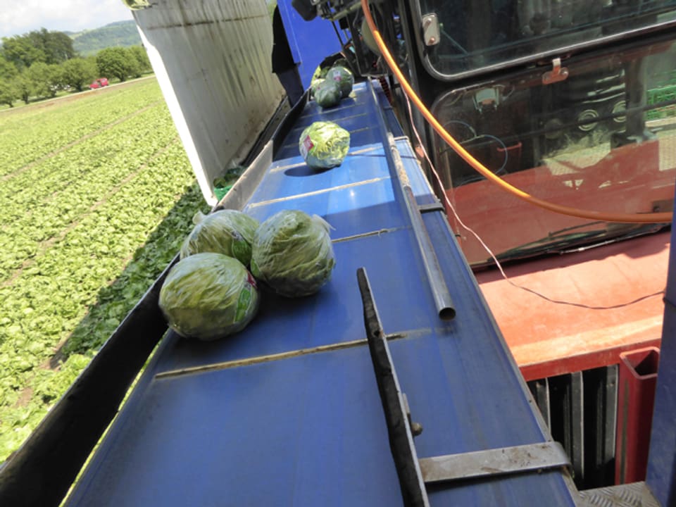 Verpackte Salatköpfe auf einer Maschine im Feld.