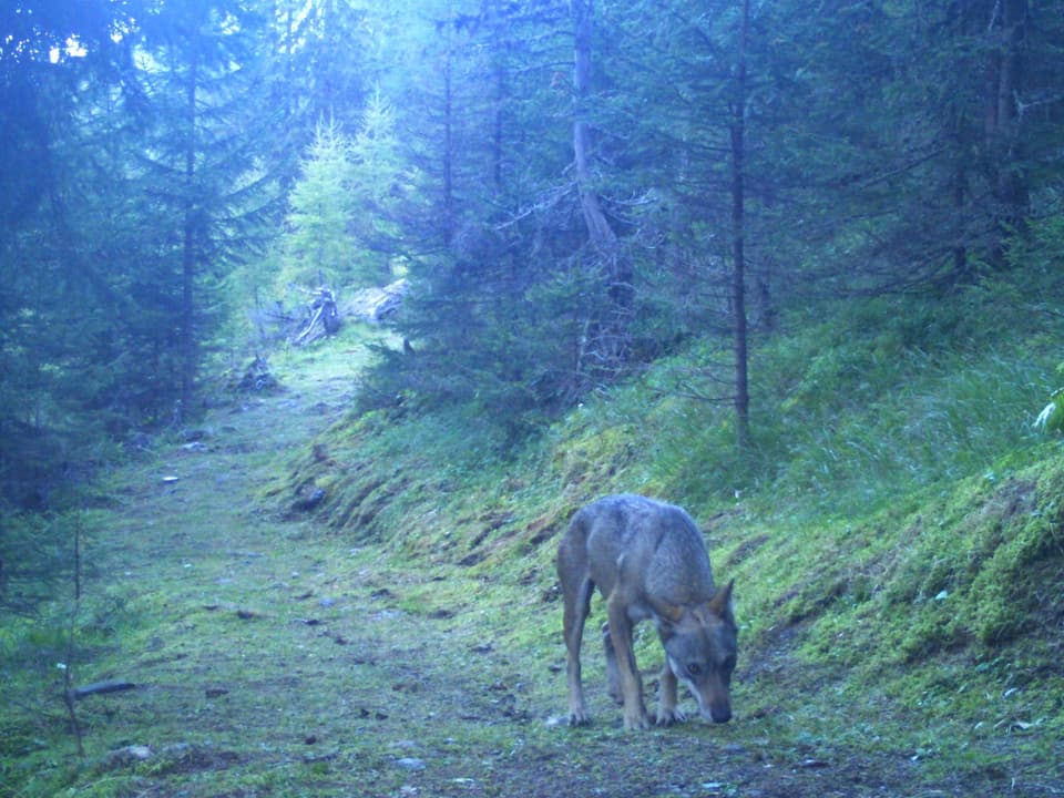 Wolf in Wald