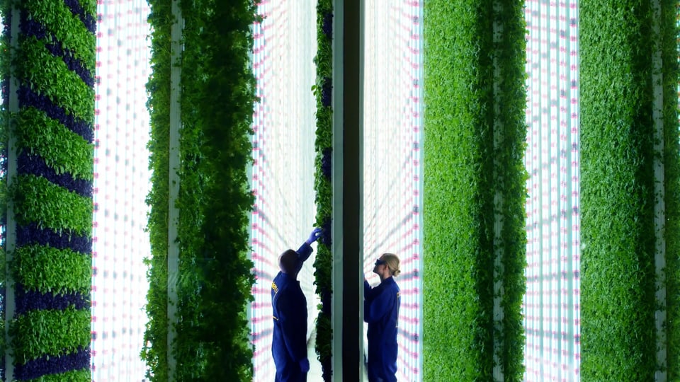 The picture shows two vertical farmers at work.