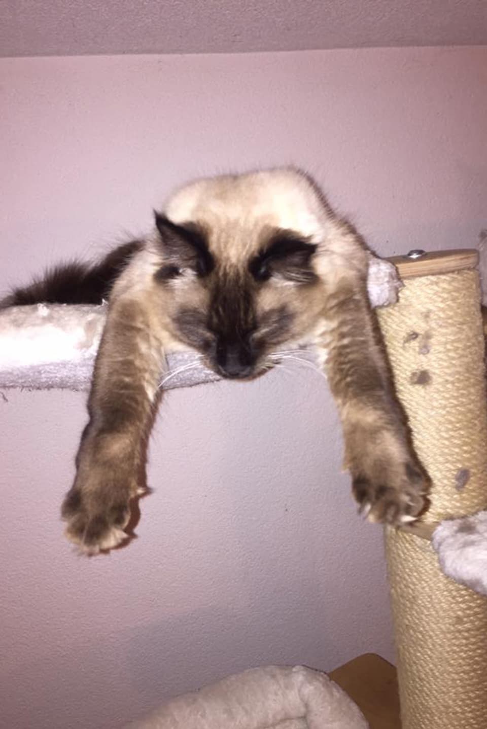Katze auf einem Katzenturm mit hängenden Pfoten.