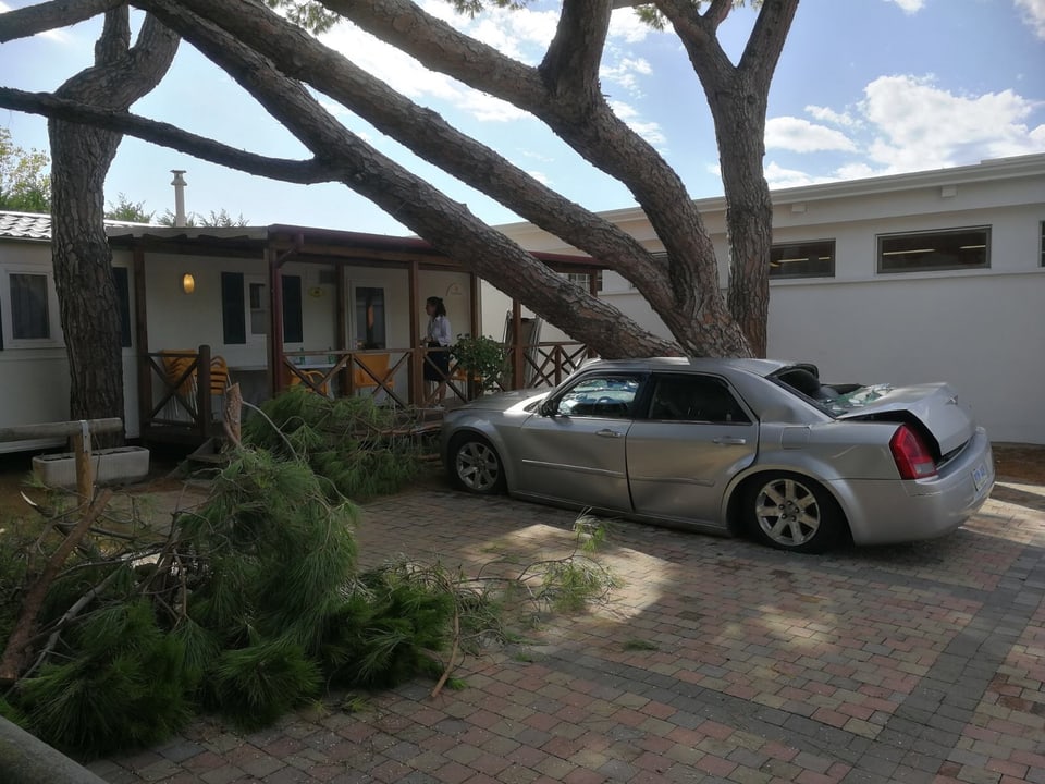Umgekippter Baum auf Auto.