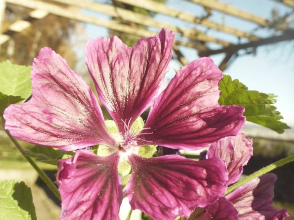 Eine violette Blume unter einer Pergola.