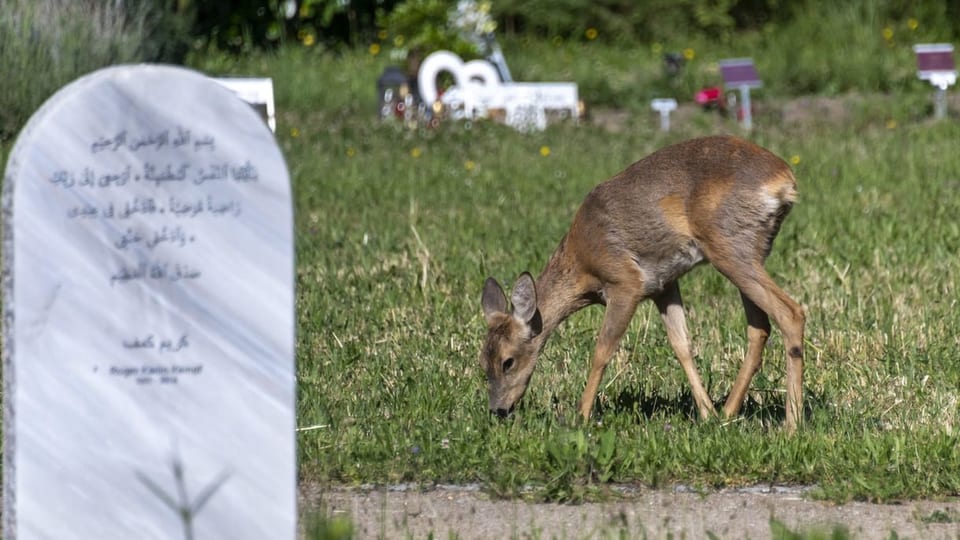 Rehe bevölkern den Friedhof, zeigen aber nicht den Weg zum Grab.