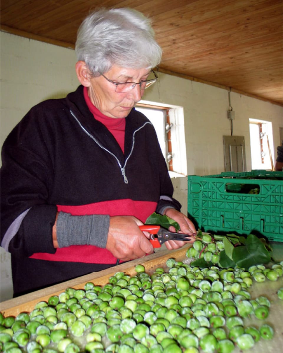 EIne Frau schneidet die Früchte mit einer Schere von den Zweigen. Vor sich ein ganzer Haufen traubengrosser Früchte.