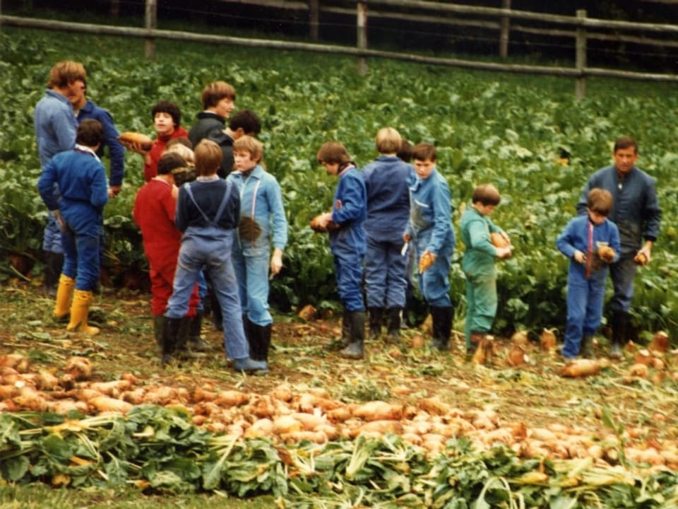 Zahlreiche Kinder bei der Ernte