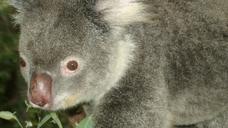 Immer seltener anzutreffen: Ein Koala in freier Natur. 