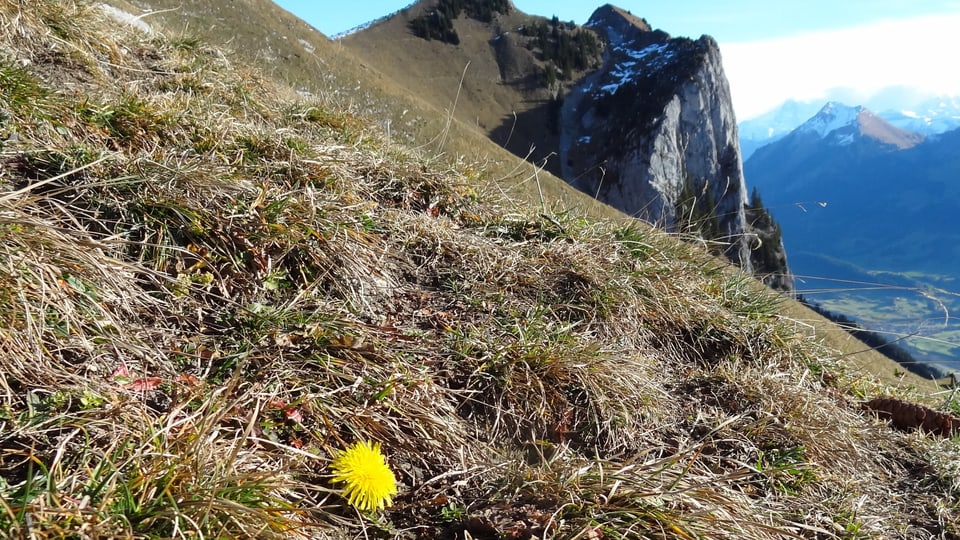 Selbst auf 1850 Metern über Meer liegt noch kein Schnee, dafür blühen auf der Stockenflue Blumen.