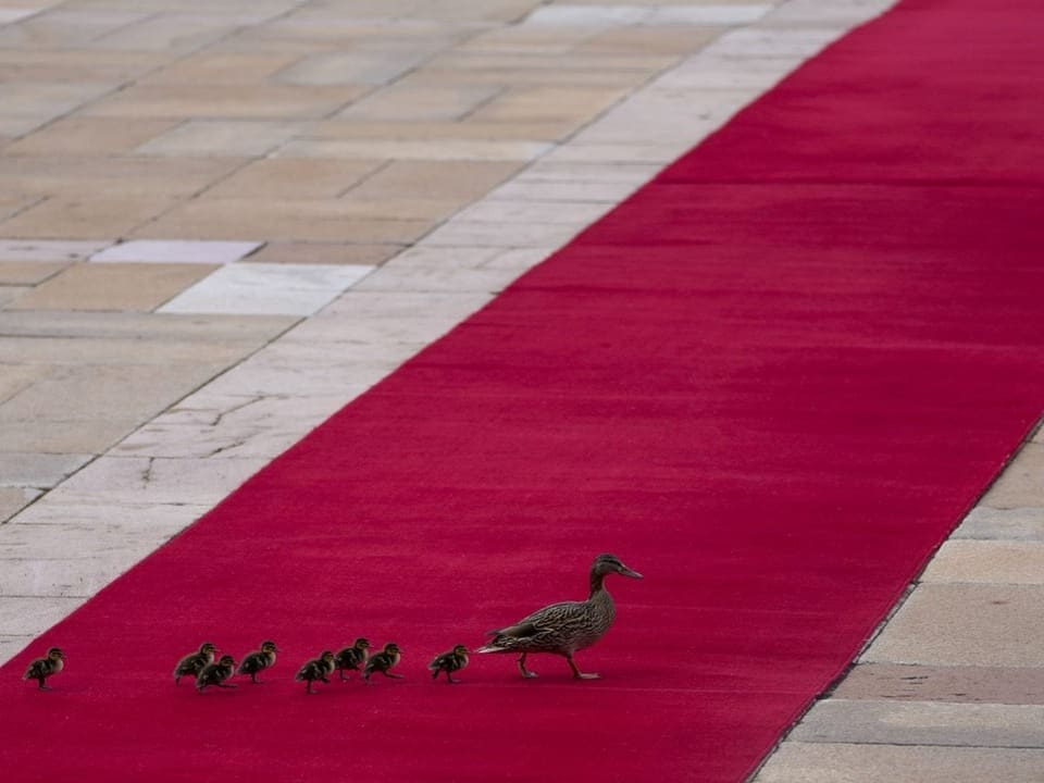 Entenmutter mit Küken geht auf rotem Teppich
