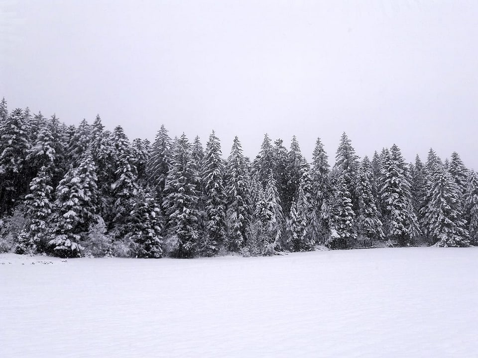 Verschneiter Tannenwald in Chermatt/BL