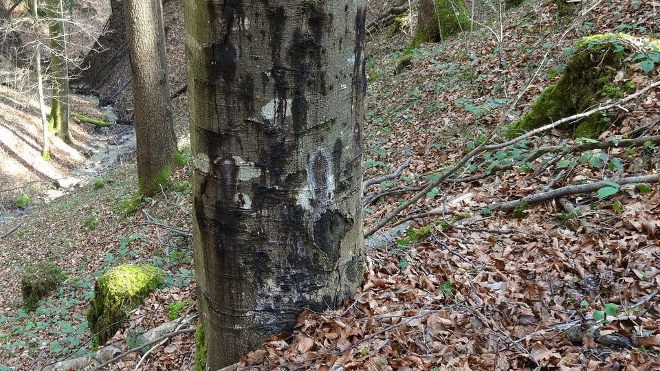 Ein Baumstamm mit vielen schwarzen Flecken.