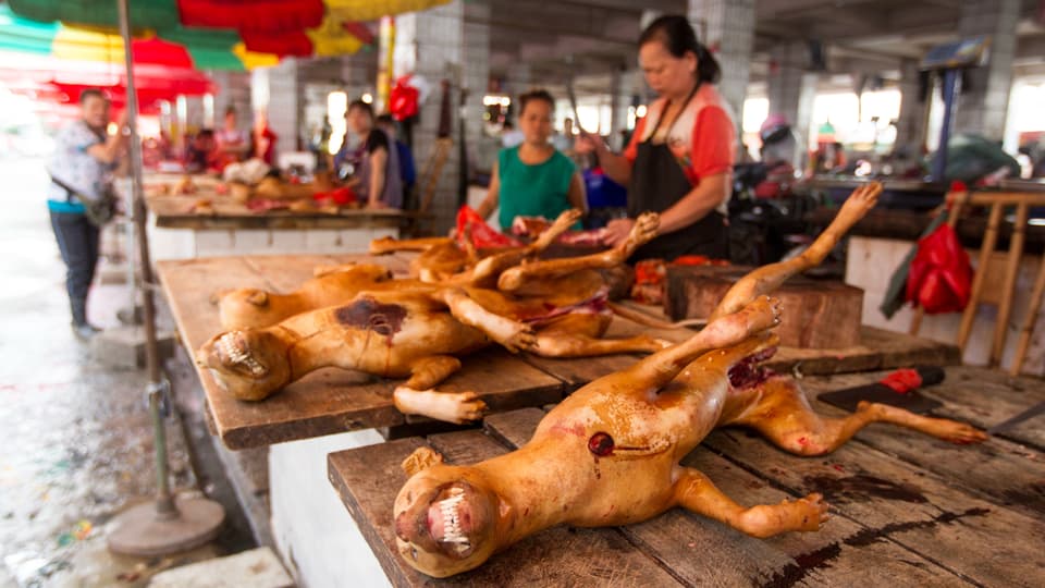 Hundefleisch-Festival in China (Aufnahme von 2014)