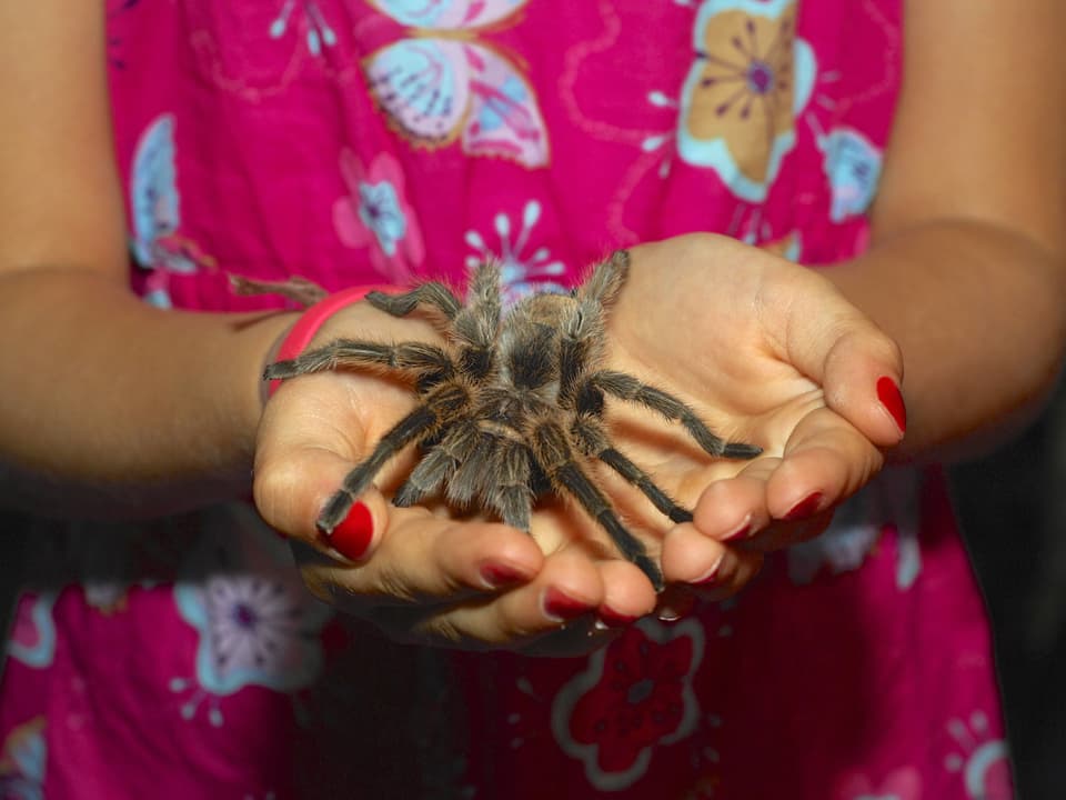 Mädchen hält eine beeindruckend haarige und ganz schön grosse Spinne auf ihren Handflächen.