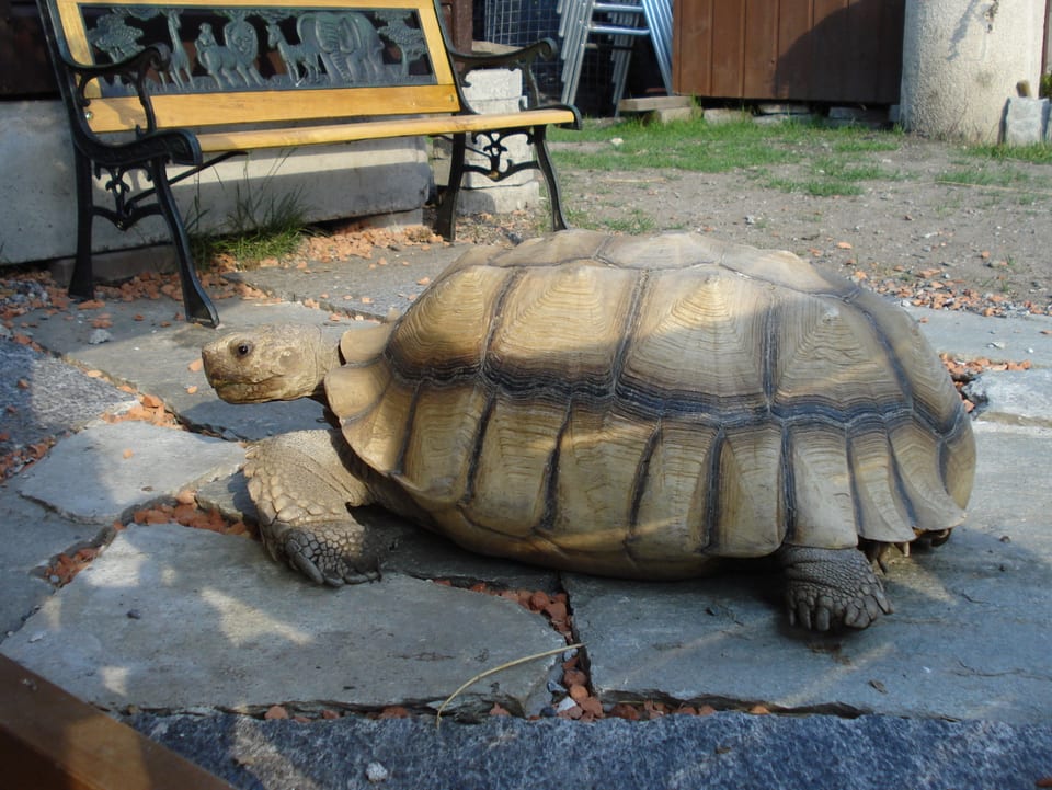 Schildkröte Hermann lebt in Trimmis GR.