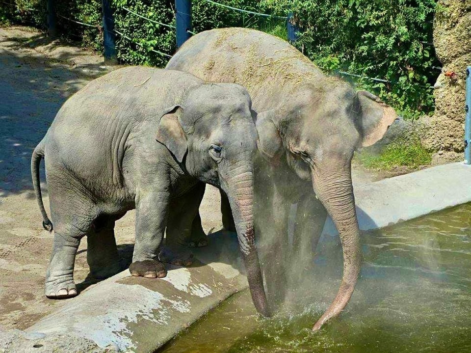 Zwei Elefanten trinken Wasser.