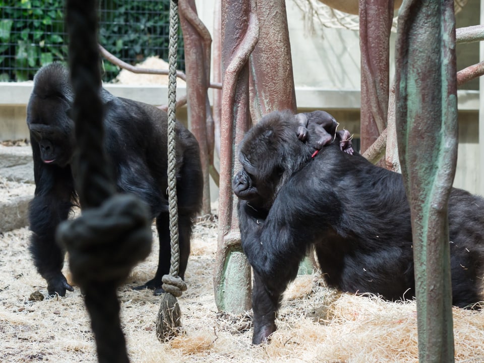 Die Gorilla-Mutter mit ihrem Baby.