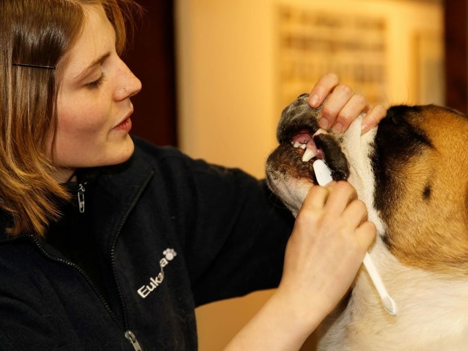 Frau putzt einen Bernhardiner-Hund die Zähne.