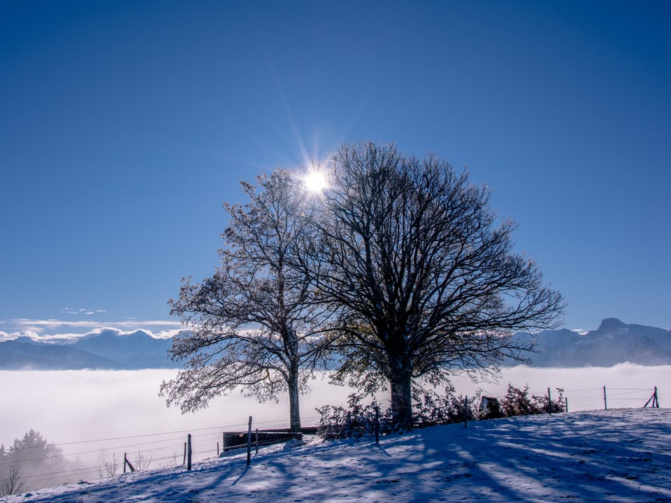 Blick übers Nebelmeer bei herrlichem Sonnenschein, davor ein grosser Baum. Die Sonne scheint durch den Baum.