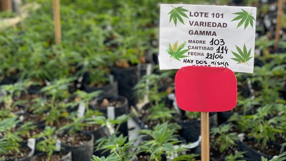 Eine Marihuana Pflanze ist angeschriftet,