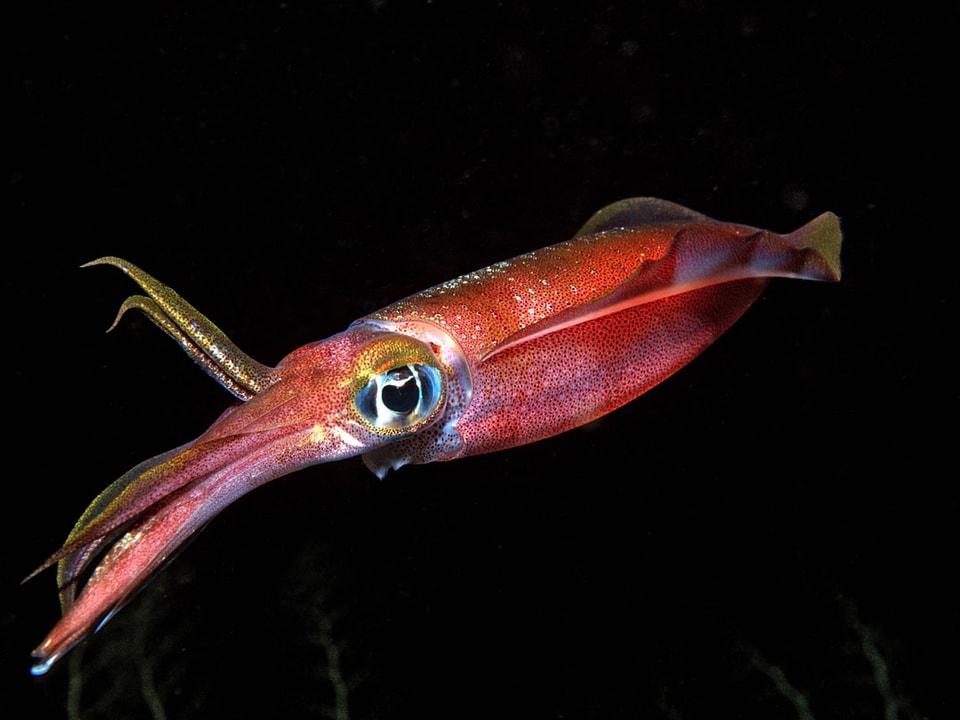 Nahaufnahme eines rötlichen Kalmars mit riesigen Augen.