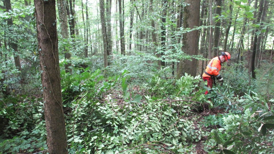 Ein Mann in oranger Uniform und Helm steht inmitten von Sträuchern und Bäumen im Wald.