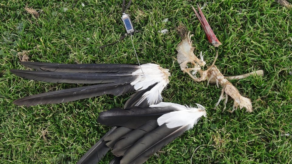 Die Überreste des Storches, aufgenommen am 25. Dezember 2012, einige Kilometer südlich von Madrid.