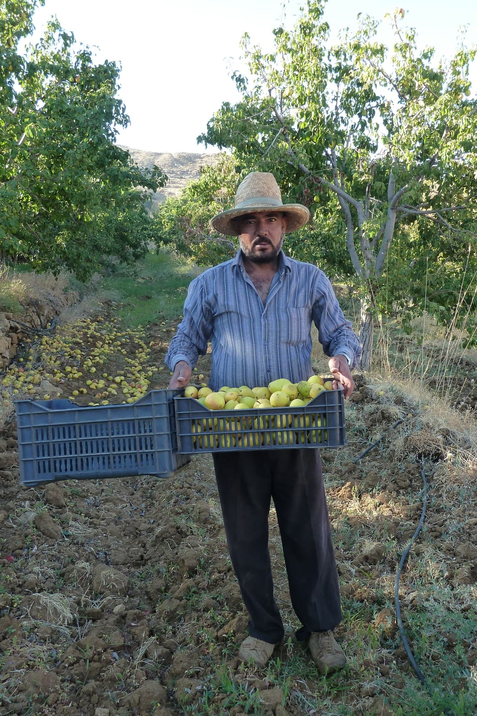 Der Syrer Zyad steht im Feld des Bergbauernhofes im Libanon. In den Händen hält er ein Kistchen mit Birnen. 