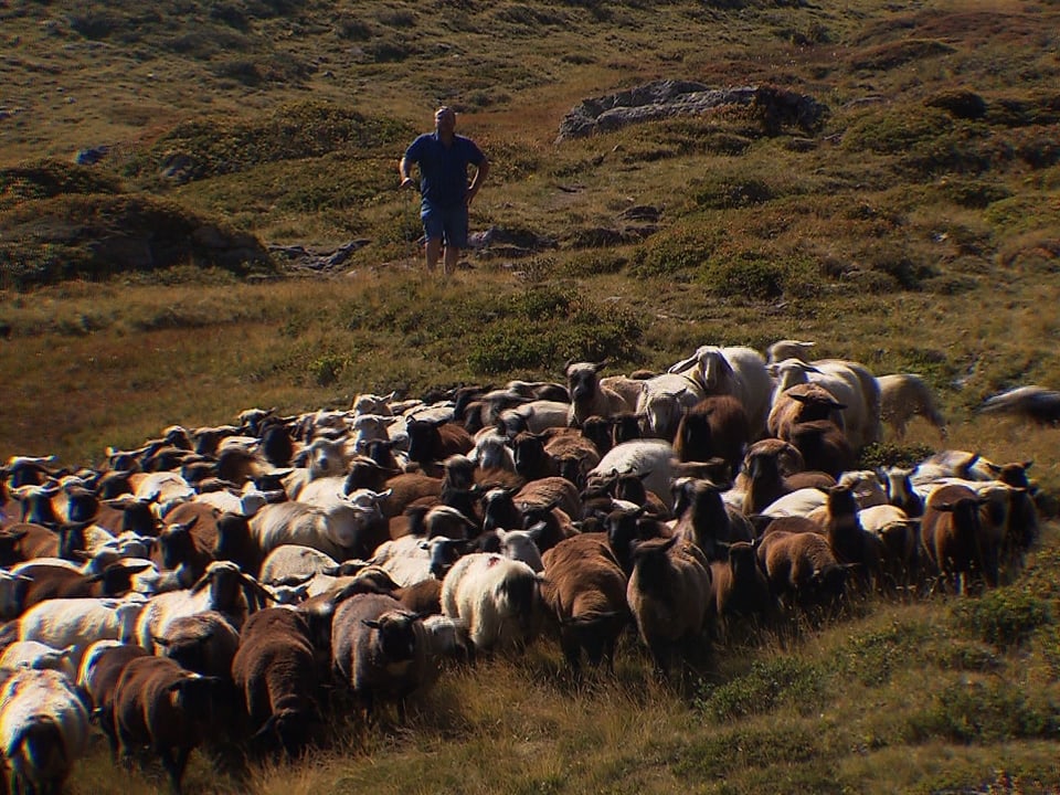 Ein Mann steht oberhalb einer Schafherde in einer Wiese.
