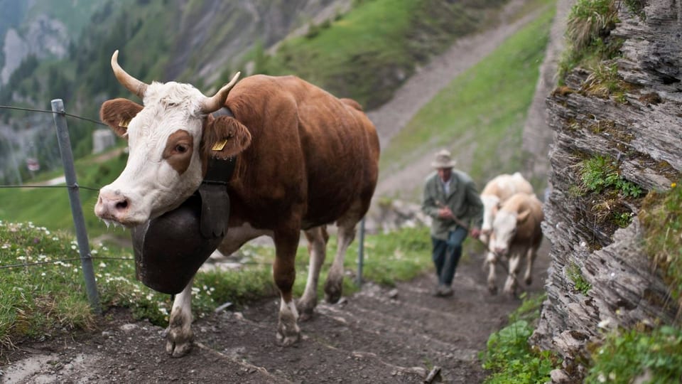 Kühe erklimmen den schmalen und steilen Treppenweg auf die Alp.