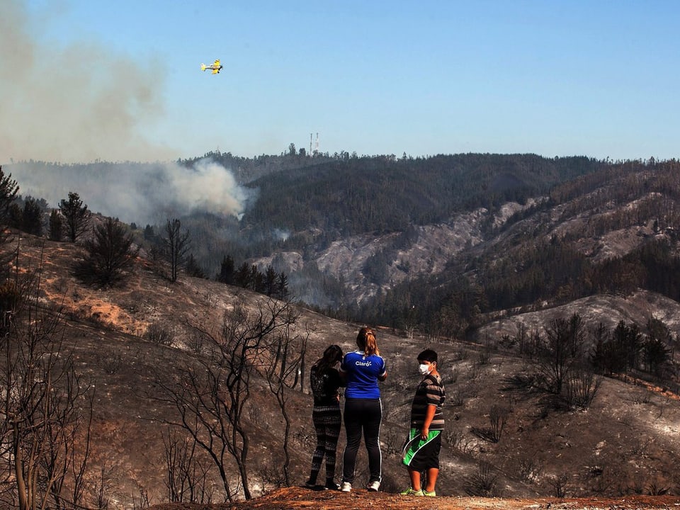 Personen schauen sich einen abgebrannten Wald an.