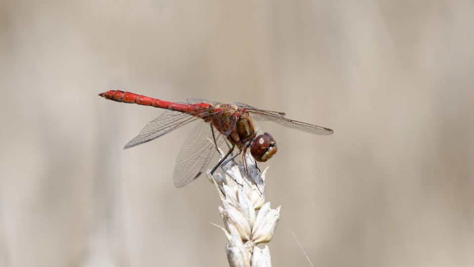 Die Natur hat sich schnell an die neuen Gegebenheiten angepasst Die Natur hat sich schnell an die neuen Gegebenheiten angepasst