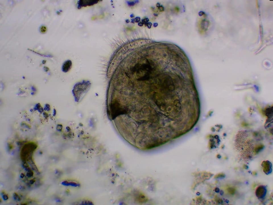 Muschel-Larve unter einem Mikroskop.
