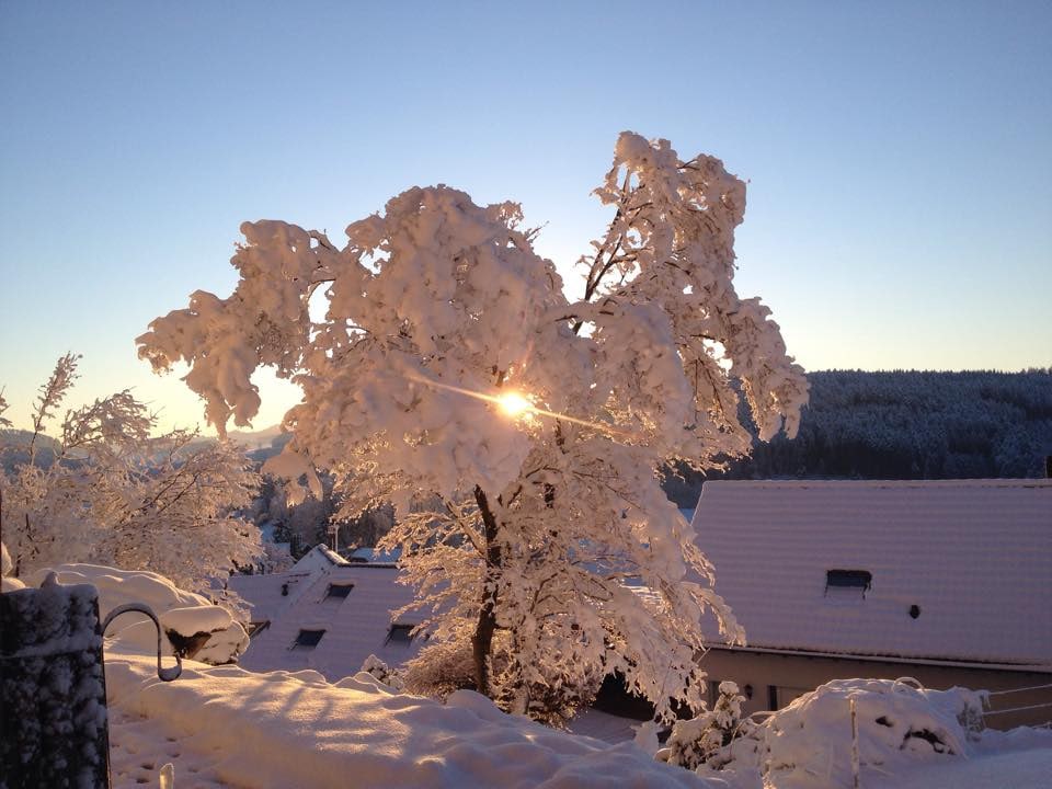 Wunderschöne Morgenstimme – die Sonne scheint durch einen schneebedeckten Baum – in Madetswil (ZH). (SRF Augenzeuge/Adrian Bosshart)