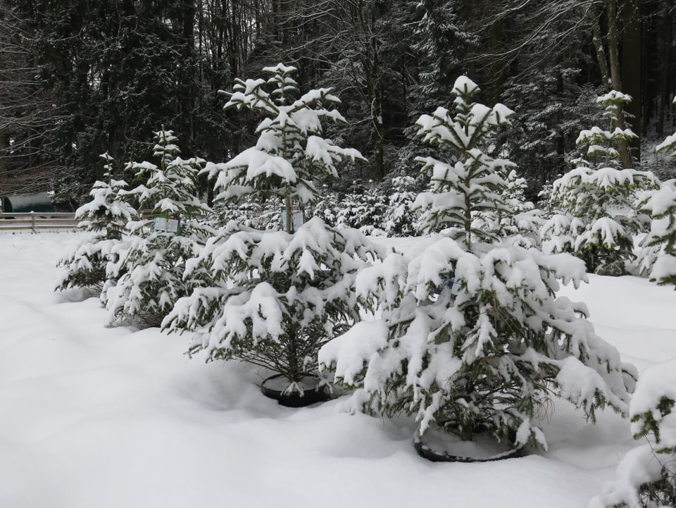 Weihnachtsbäume in Töpfen, Schnee