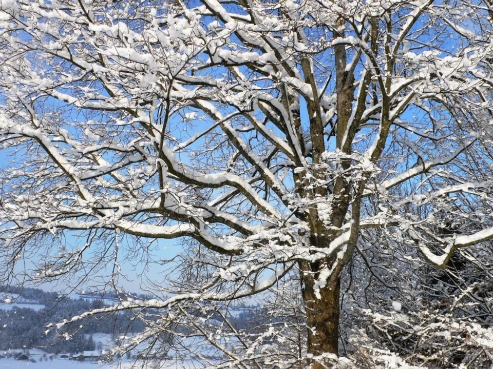 Baum im Schneekleid.