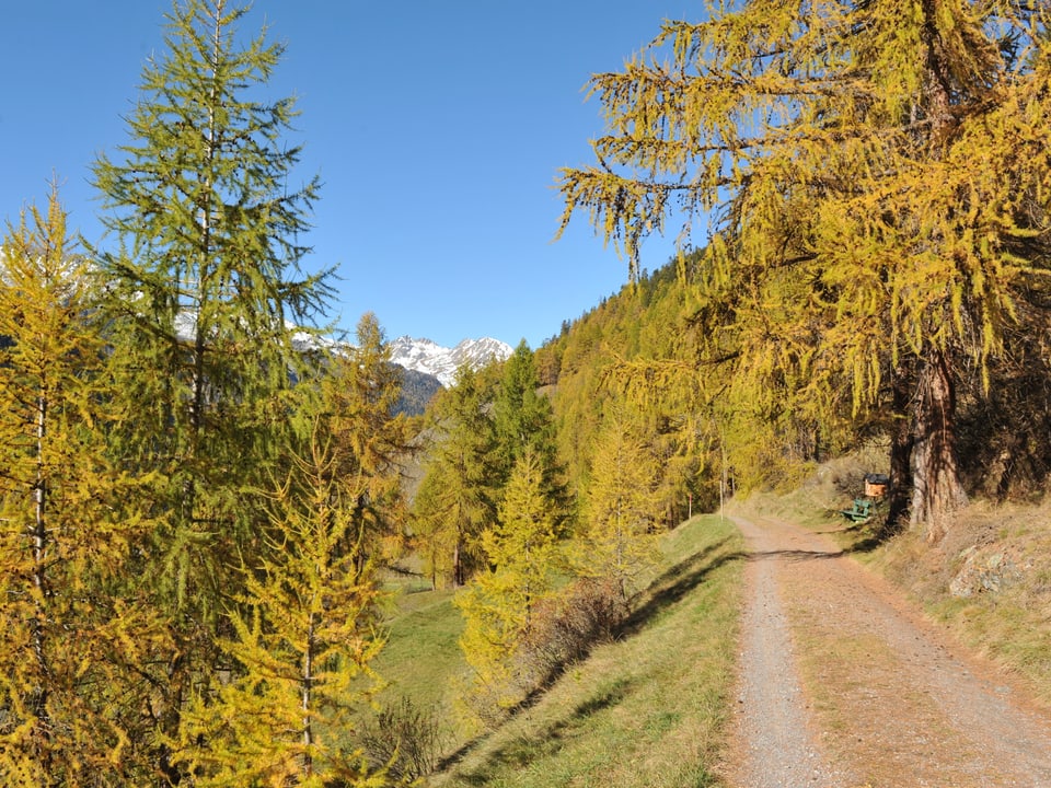 Lärchenwald in goldigem gelb. Ein Wanderweg führt durch den Wald, der Himmel ist stahlblau und wolkenlos. 