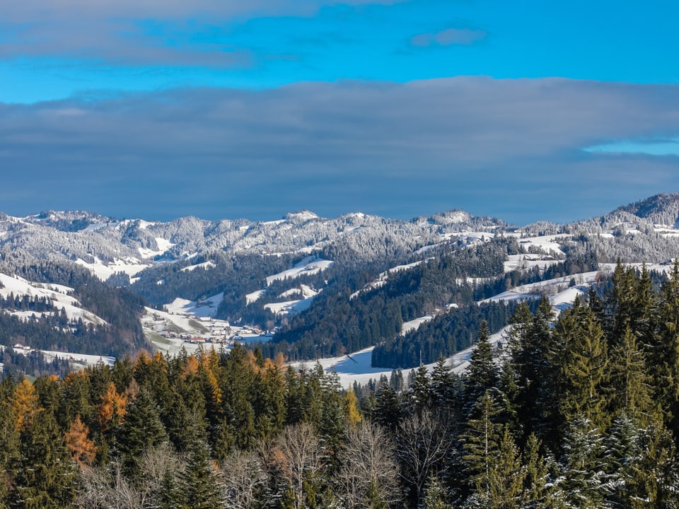 Emmentaler Hügel oberhalb vom Trub mit Schnee im Hintergrund, im Vordergrund noch grüner Wald.