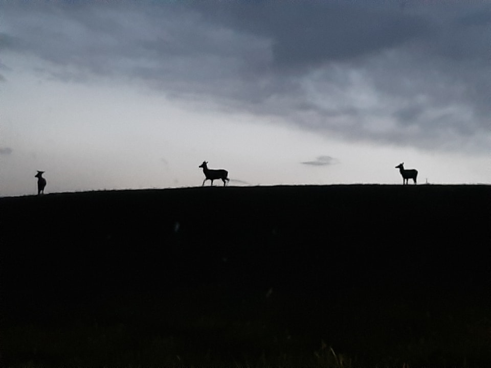 Drei Hirsche auf einem Hügel