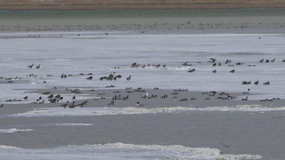 zahlreiche Vögel im See, teils auf Eisschollen