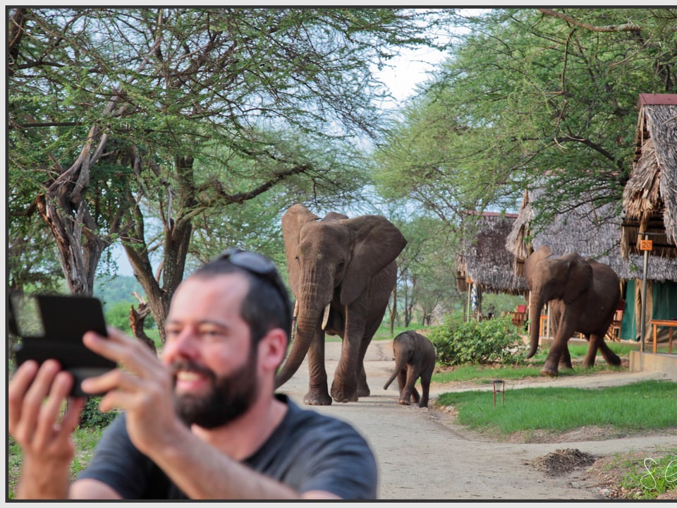 Selfie und Elefantenfamilie im Hintergrund