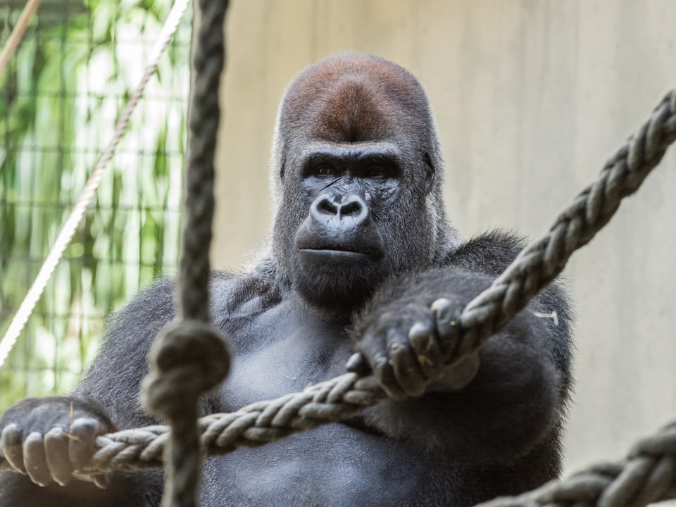 Mit seinen 15 Jahren ist M'Tongé ein Gorilla-Mann im besten Alter, um eine Gruppe der Primaten zu leiten.