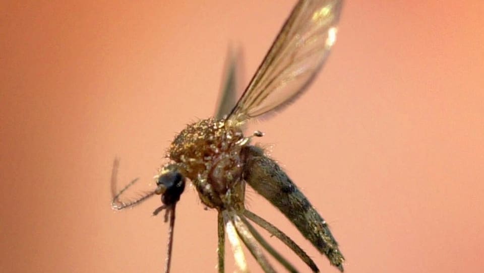 Eine Malariamücke im Bild.
