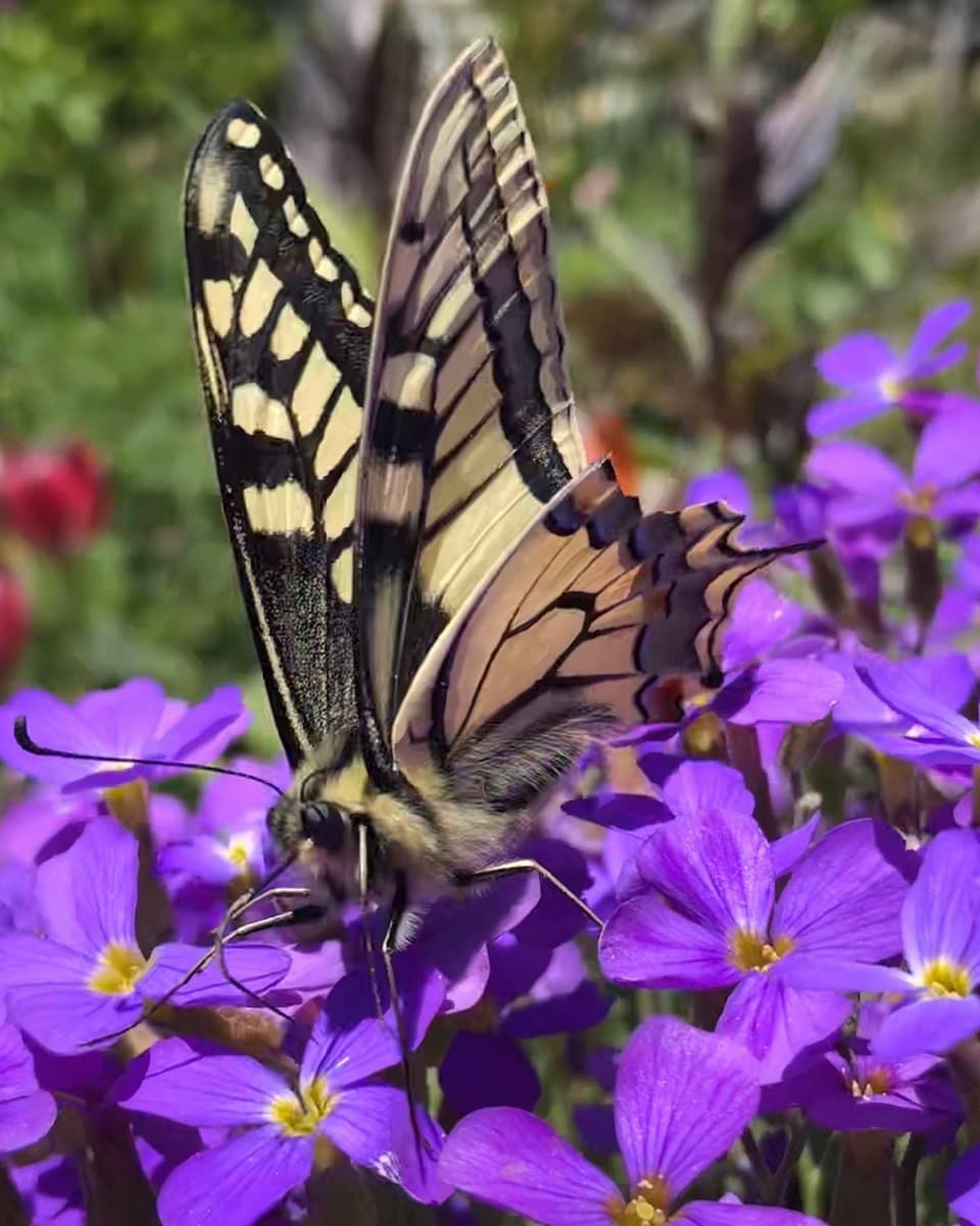 Schmetterling auf violetten Blüten. 