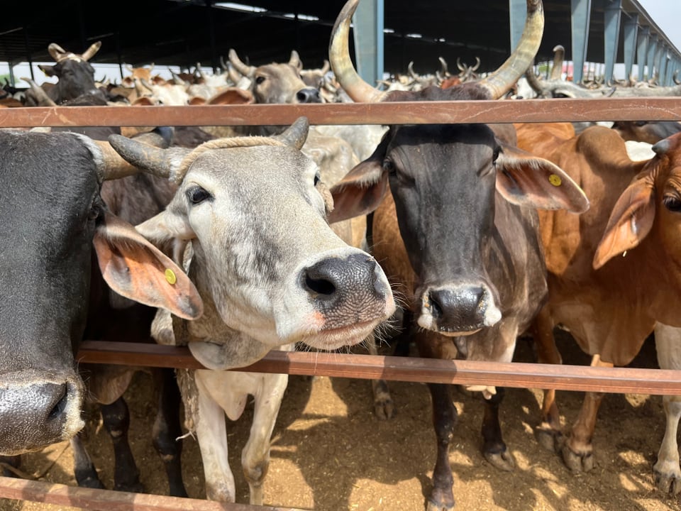 Kühe unterschiedlicher Rassen schauen durch einen Metallzaun auf einer Viehfarm.