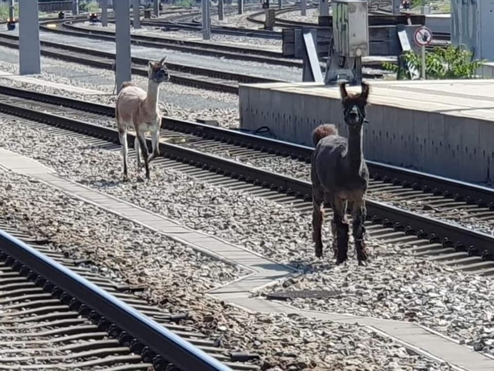 Lamas auf der Bahnstrecke