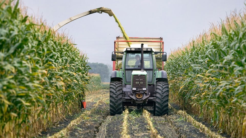 Ein Bauer schneidet mit seinem Traktor den Mais.