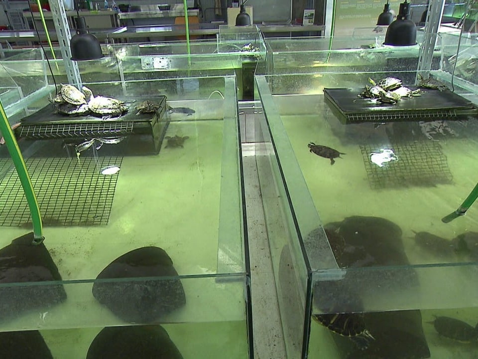 Aquarien für Schildkröten.