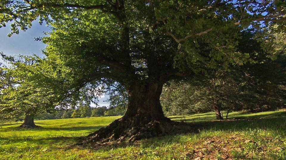 Laubbaum in voller Grösse auf einer Wiese.